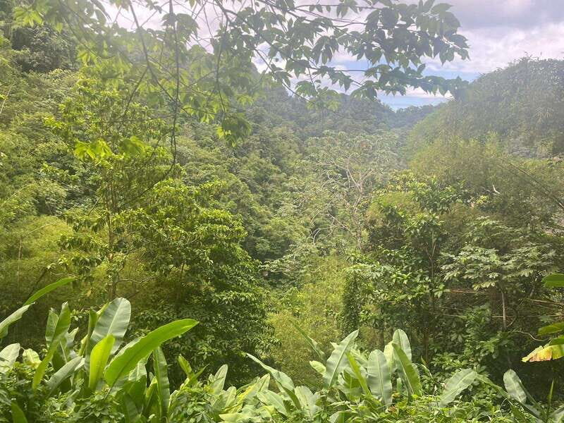 Wild Immersion : Hiking in the Heart of the Tropical Forest - Key Points