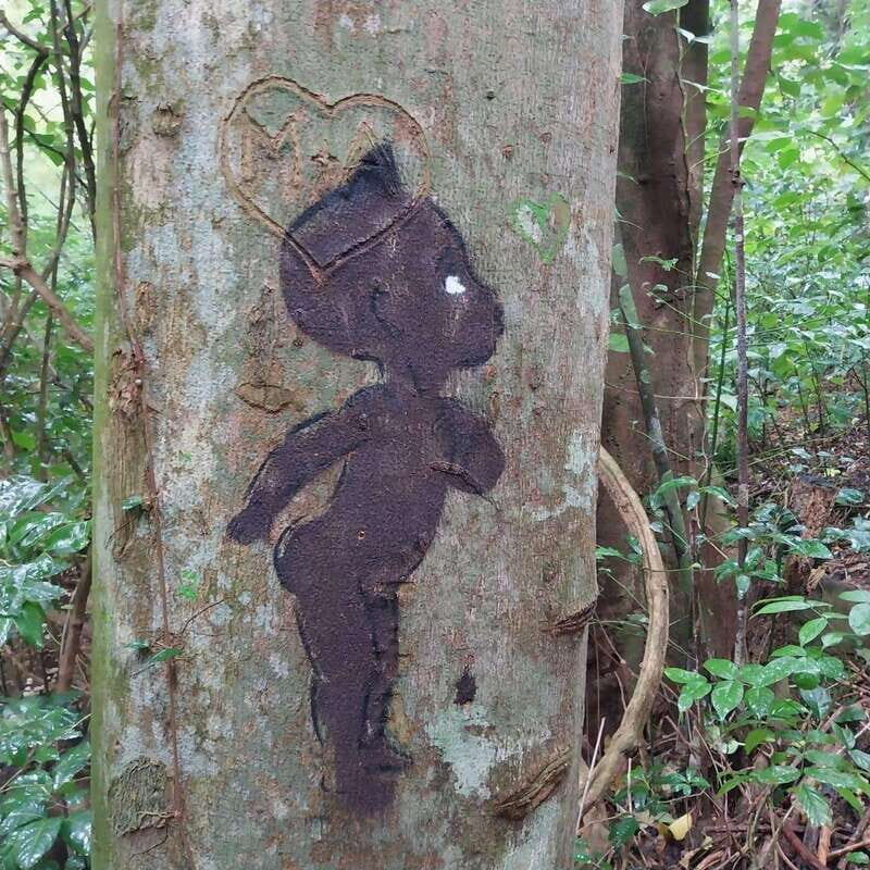 Wild Immersion : Hiking in the Heart of the Tropical Forest - An In-Depth Look at the Experience