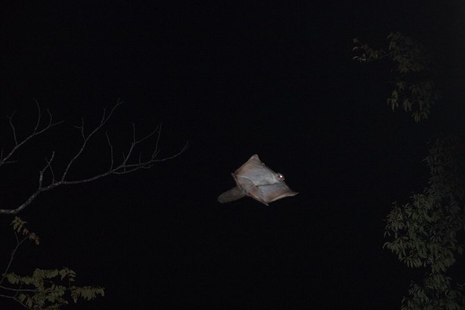 Wild Japanese Flying Squirrel Watching Tour in Nagano - Tour Highlights