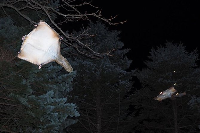 Wild Japanese Flying Squirrel Watching Tour in Nagano - Additional Details