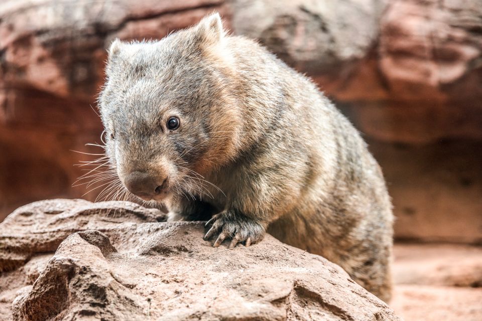 WILD LIFE Sydney Zoo - Key Points