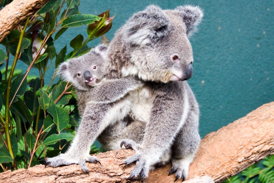 WILD LIFE Sydney Zoo - Zoo Highlights