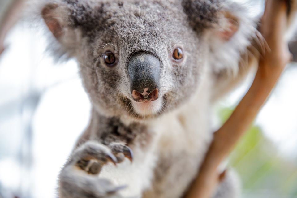WILD LIFE Sydney Zoo - COVID-19 Guidelines