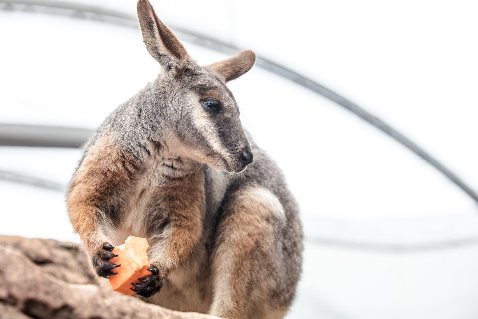 WILD LIFE Sydney Zoo - Frequently Asked Questions
