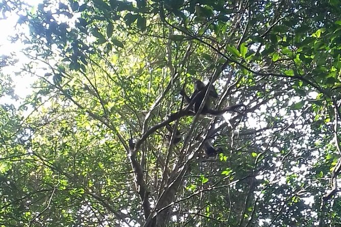 Wild Monkey Adventure (Private, Full Day) - Inclusions