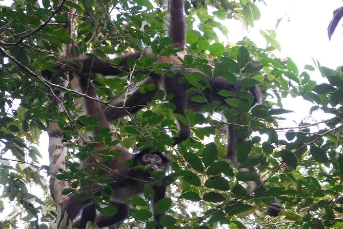 Wild Monkey Tour (Private, Half Day) - Traveler Experiences and Reviews
