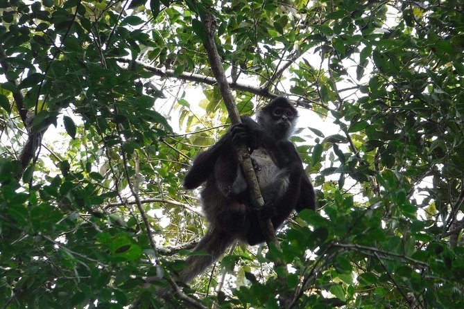 Wild Monkey Tour (Private, Half Day) - Preparing for the Tour