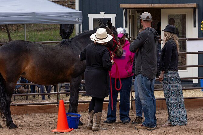 Wild Mustang Experience Near Colorado Springs - The Practical Side: What to Expect