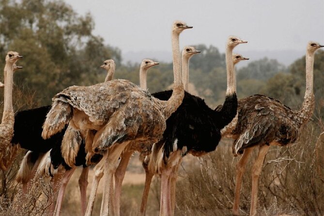 Wild National Park & Sahara Desert Including Couscous & Tajine - Traditional Moroccan Cuisine