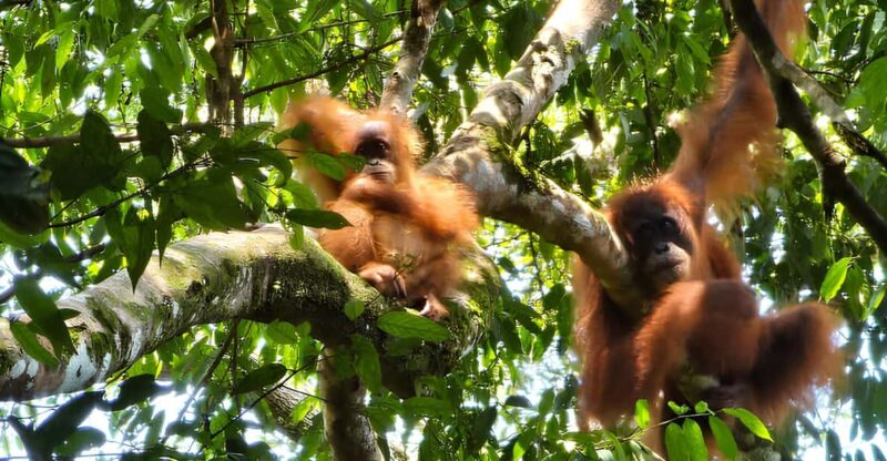 Wild Orangutan Trek: 2-Day Adventure in Gunung Leuser Park - Highlights of the Itinerary