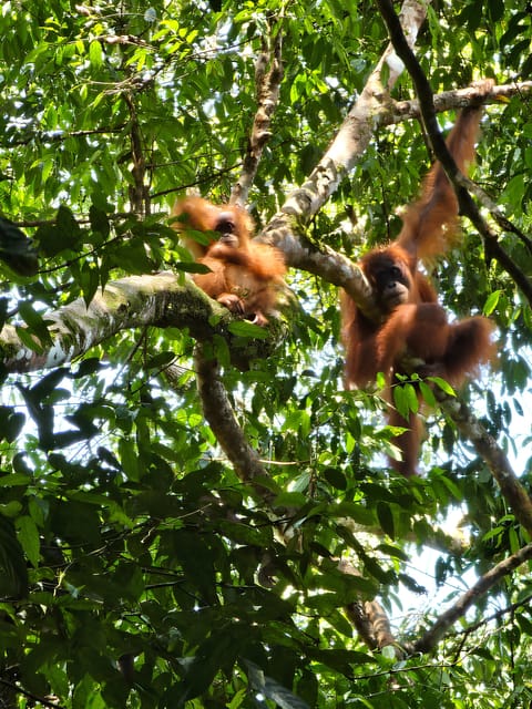 Wild Orangutan Trek: 2-Day Adventure in Gunung Leuser Park - Encounter With Sumatran Orangutans