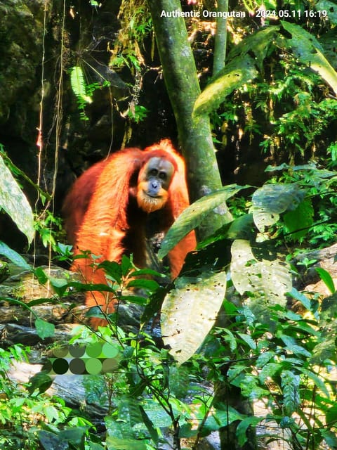 Wild Orangutan Trek: 2-Day Adventure in Gunung Leuser Park - Included and Excluded Items