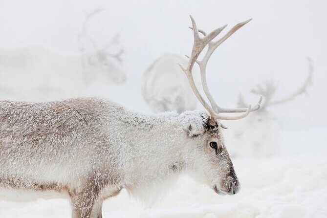 Wild Reindeers Safari + Lunch in Glass Igloo (private service) - A Step-by-Step Look at the Itinerary