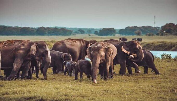 Wild Safari+Village Tour+Meal+Cooking Experience+NightStay - Cancellation and Refund Policy