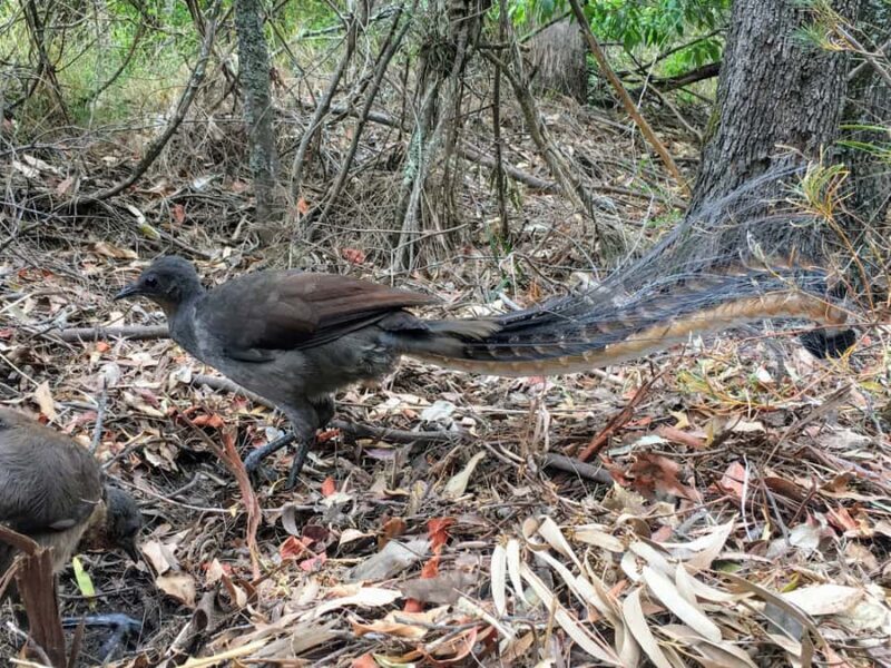 WILD Wombats and Kangaroo Experience, All Inclusive, Sydney - Authentic Encounters and Practical Insights