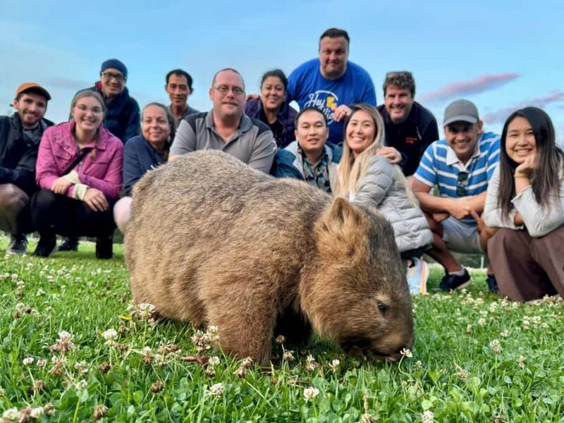 WILD Wombats and Kangaroo Experience, All Inclusive, Sydney - The Value for Different Travelers
