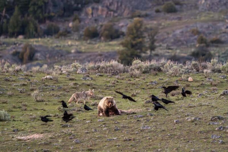 Wild Yellowstone 1 Day | Wildlife Photography Tour - An In-Depth Look at the Yellowstone Wildlife Photography Tour