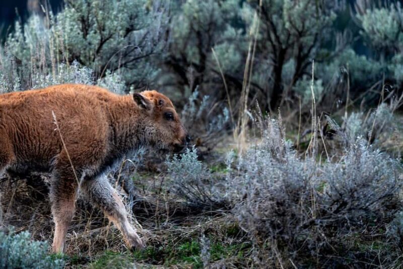 Wild Yellowstone 3 Day | Wildlife Photography Tour - What to Expect and Prepare For