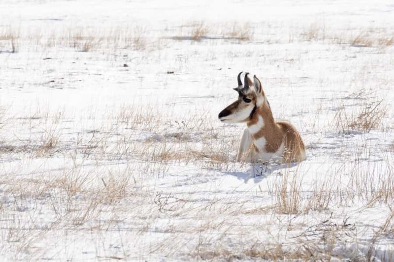 Wild Yellowstone 3 Day | Wildlife Photography Tour - The Experience from Travelers’ Perspectives