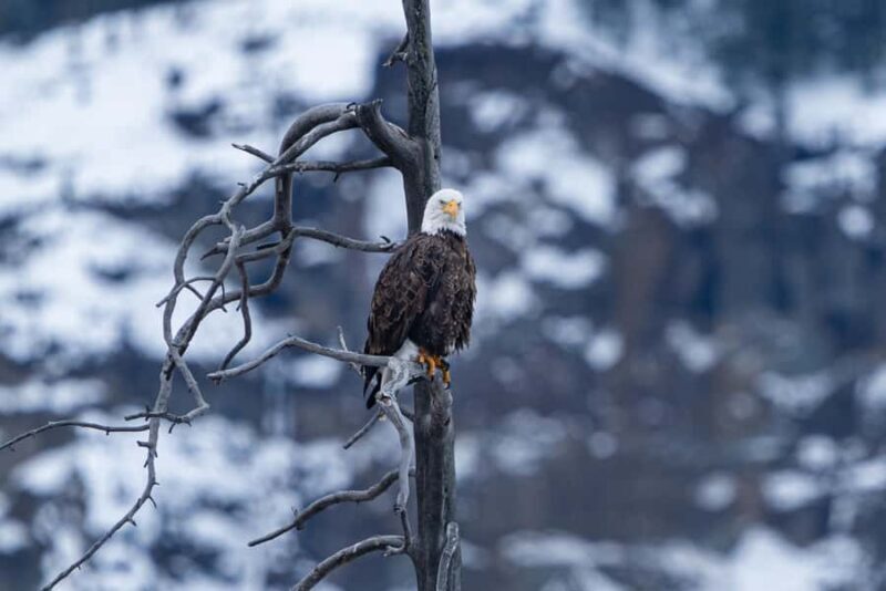 Wild Yellowstone 3 Day | Wildlife Photography Tour - Pricing and Value