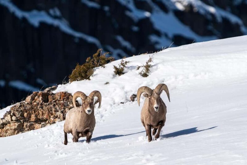 Wild Yellowstone Half-Day | Photography Tour in Yellowstone - Itinerary Breakdown