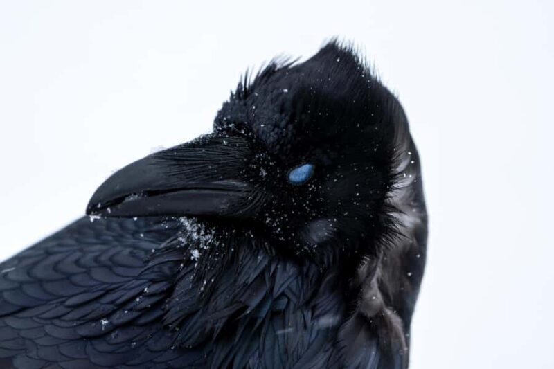 Wild Yellowstone Half-Day | Photography Tour in Yellowstone - The Value Proposition