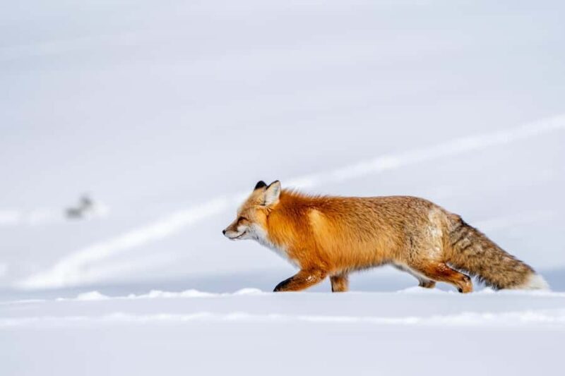 Wild Yellowstone Half-Day | Photography Tour in Yellowstone - Final Thoughts