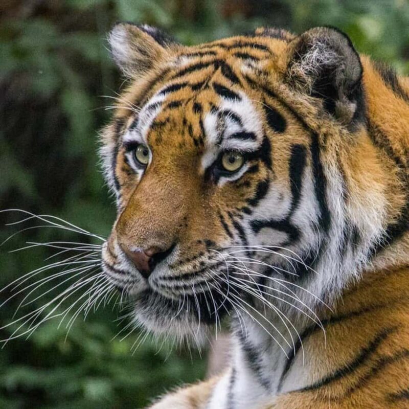 Wilder Institute/Calgary Zoo Entry Ticket - A Detailed Look at the Calgary Zoo’s Offerings