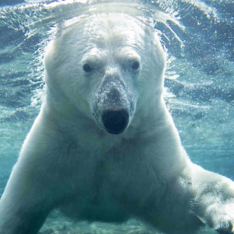 Wilder Institute/Calgary Zoo Entry Ticket - Final Thoughts: Is It Worth It?