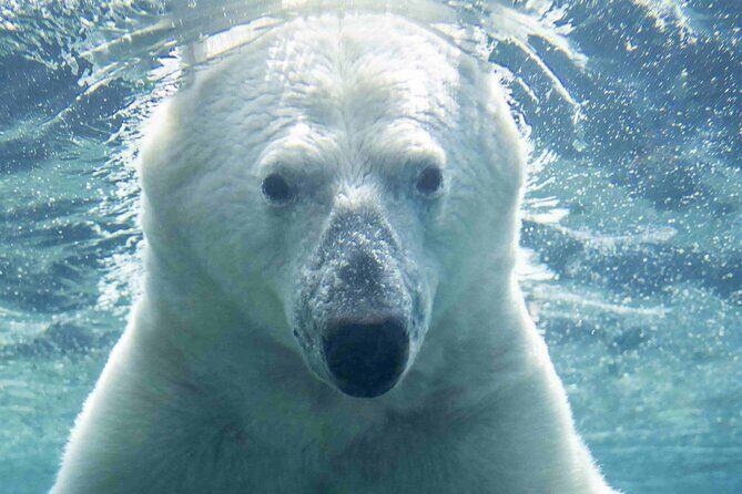 Wilder Institute/Calgary Zoo: Entry Ticket - Key Points