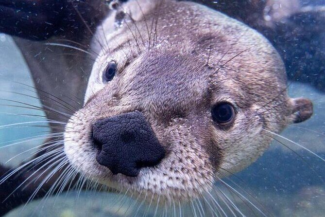 Wilder Institute/Calgary Zoo: Entry Ticket - The Sum Up