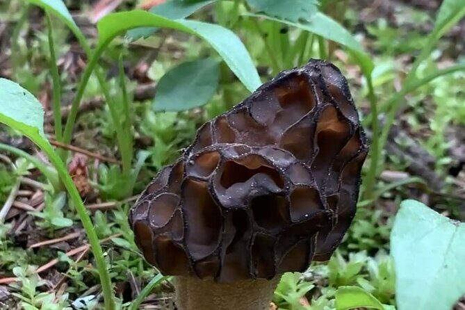 Wildfire Peak Nic - Introduction to the Experience