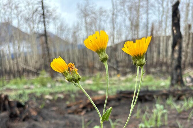 Wildfire Peak Nic - The 4 km Hike Through the Impacted Site