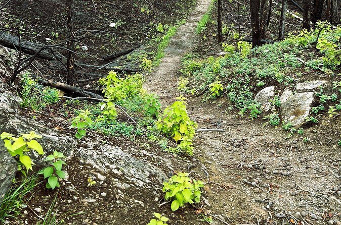 Wildfire Peak Nic - The Scenic Lunch and Education