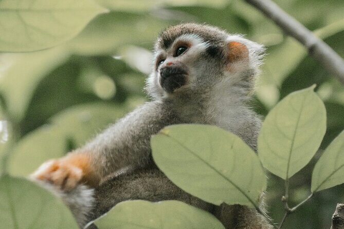 Wildlife and Ancient Expedition Tour in Teotihuacan Safari - FAQ