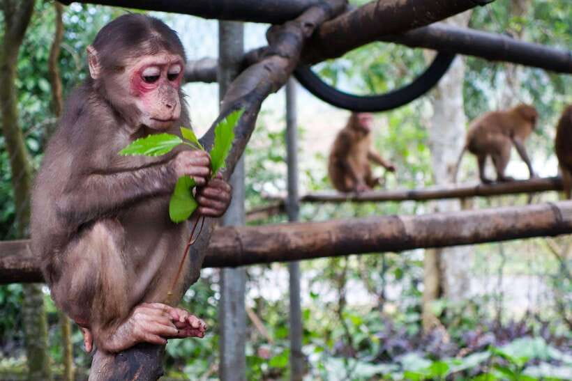 Wildlife and Jungle Adventure - 01Day in Phong Nha - Tour Features