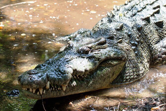 Wildlife Eco Tour on the coast of Oaxaca. - Starting Point: Ventanilla, and the Natural Reserve