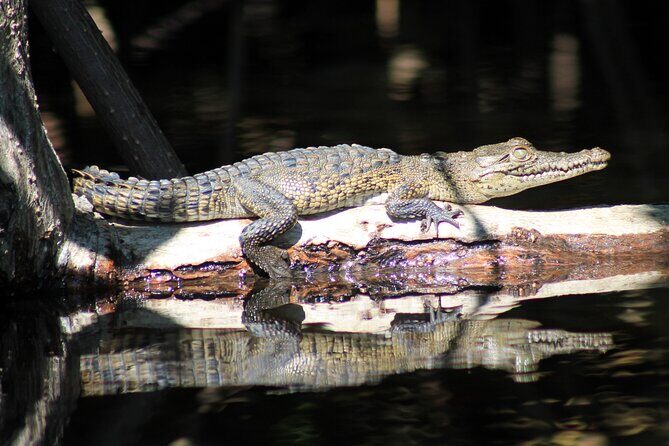 Wildlife Eco Tour on the coast of Oaxaca. - Authenticity and Value