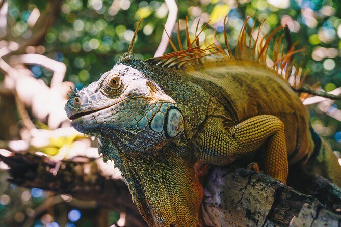 Wildlife Eco Tour on the coast of Oaxaca. - Practical Tips for Travelers