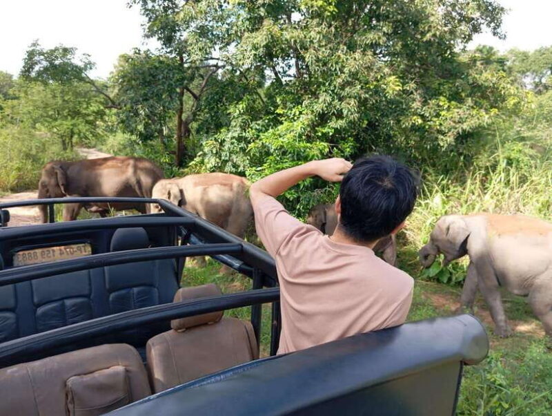 Wildlife experience at Minneriya National Park Safari - The Experience in Detail