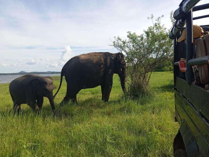 Wildlife experience at Minneriya National Park Safari - The Value of This Safari