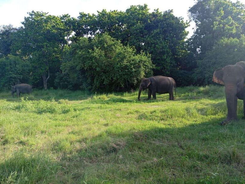 Wildlife experience at Minneriya National Park Safari - Who Will Love This Tour?