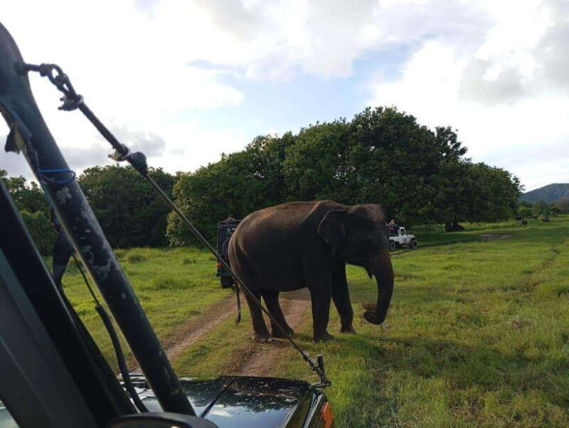 Wildlife experience at Minneriya National Park Safari - Final Thoughts