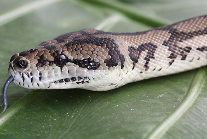 Wildlife Habitat Port Douglas - FAQ