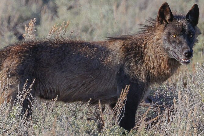 Wildlife Hiking Adventure in Yellowstone With Lunch - Customer Reviews and Feedback