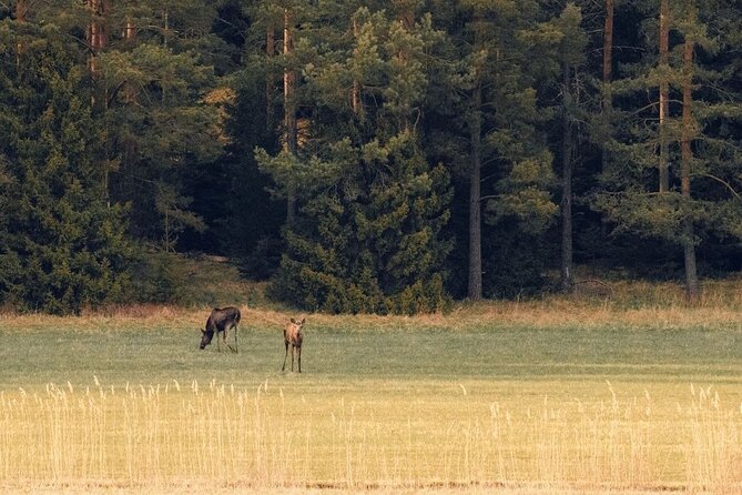 Wildlife Hiking in Stockholm With Animal Spotting - 2 Days - Wildlife Spotting Tips