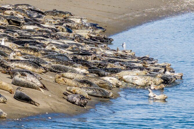 Wildlife Kayak Tour at Fort Flagler State Park - What You Can Expect on the Itinerary