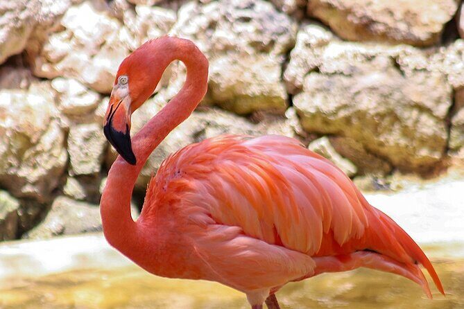 Wildlife Learning Adventure and Snorkeling in Akumal - An In-Depth Look at the Tour