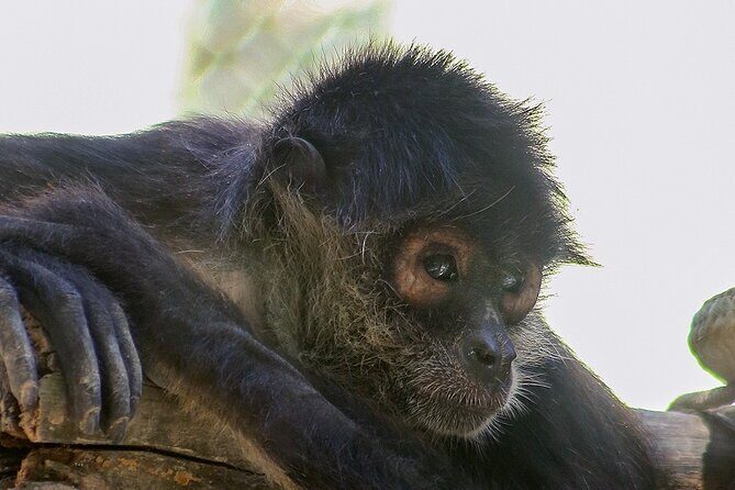 Wildlife Learning Adventure and Snorkeling in Akumal - The Sum Up