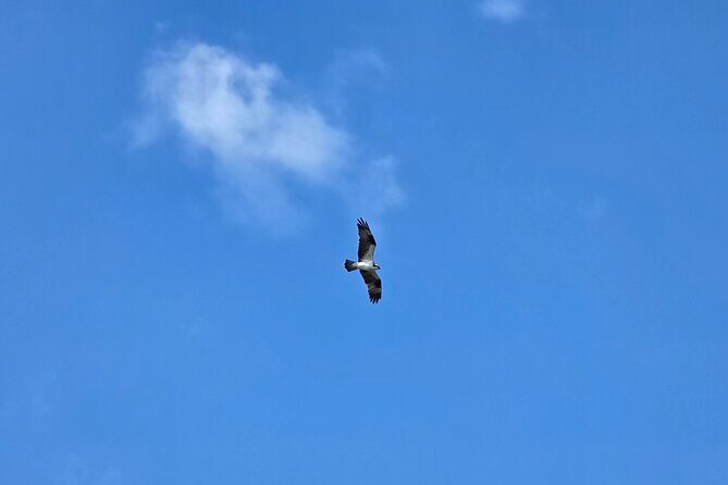 Wildlife Nature Cruise - 2.5 HR Eco Tour Anne Kolb State Park - FAQs